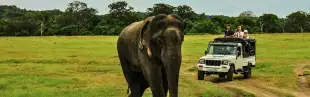 Nature & Wildlife
