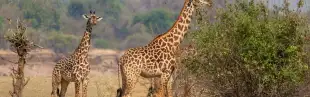 Wildlife Experience